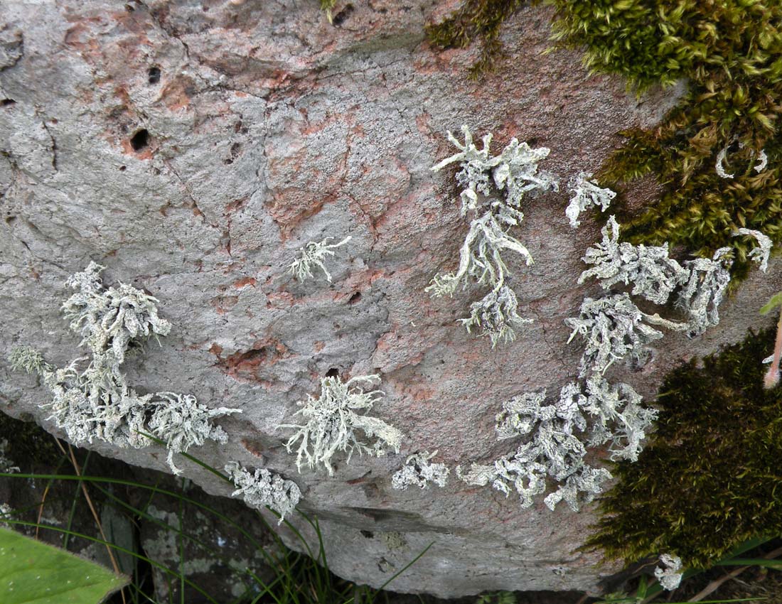 Un''altra Ramalina gallese, Ramalina polymorpha?